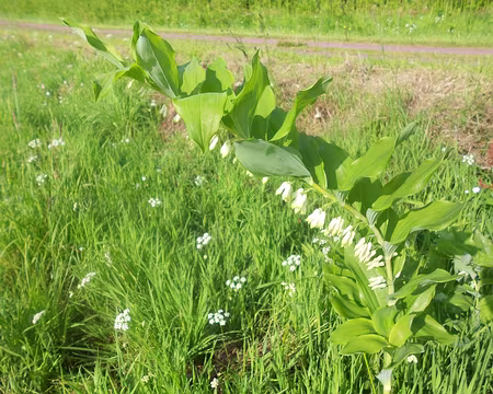 PXL058 Sceau de Salomon