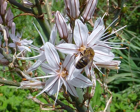 PXL018 Asphodèles : miam - miam