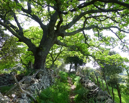 PXL027 Ancien chemin entre Revinda et E Case