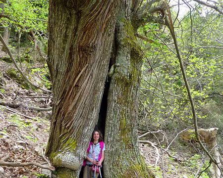 PXL037 Châtaignier plusieurs fois centenaire