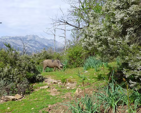 PXL040 Notre 1er cochon corse