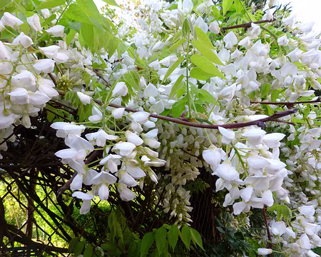 PXL044 Glycine blanche