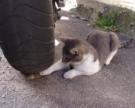 PXL058 On a bien essayé de sauver la souris, mais elle a couru après le chat !