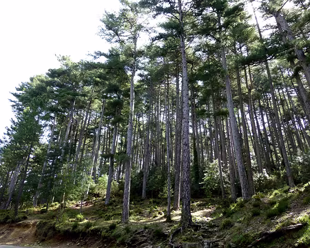 PXL062 Pins laricios de la forêt d'Aïtone