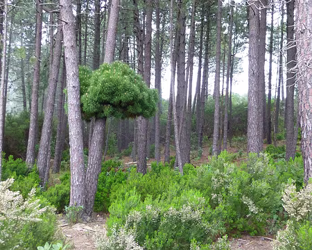 PXL090 Bizarre non ?