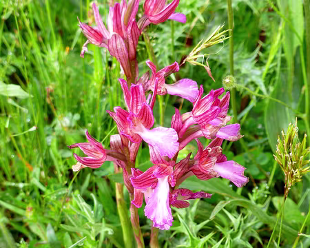 PXL104 Séquence orchidées