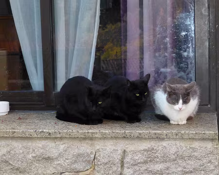 PXL126 Minous corses à Ota