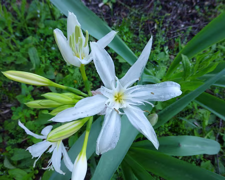 PXL139 Lys de Saint-Pancrace (sec)