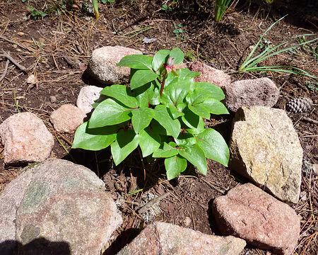 PXL144 Pivoine sous haute protection.