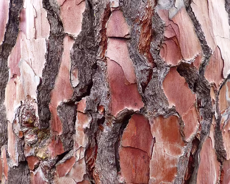 PXL154 Collection d'écorces : pin maritime