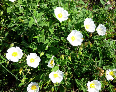 PXL199 Buissons de cystes blanches