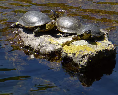 PXL210 ... bronzing !