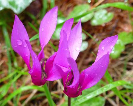 PXL215 Cyclamens, très présents sur notre chemin à cette époque
