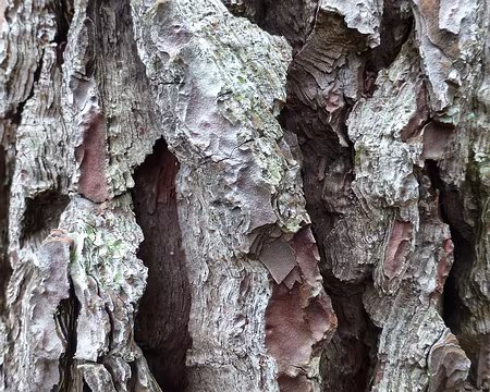 PXL216 Collection d'écorce : pin Maritime