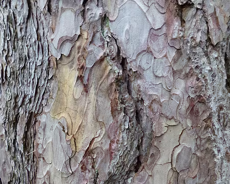 PXL217 Collection d'écorce : pin Lariccio