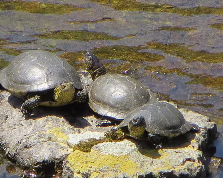 PXL035 un petit étang très peuplé
