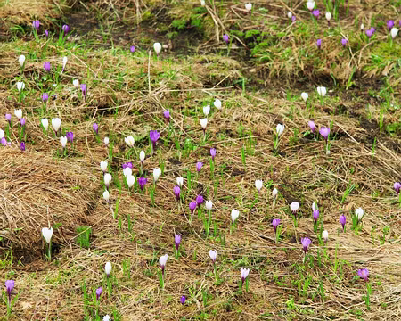 PXL014 Crocus et crocus