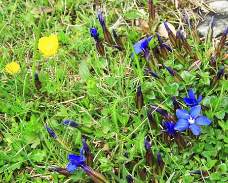 PXL055 Renoncules et gentianes printanières