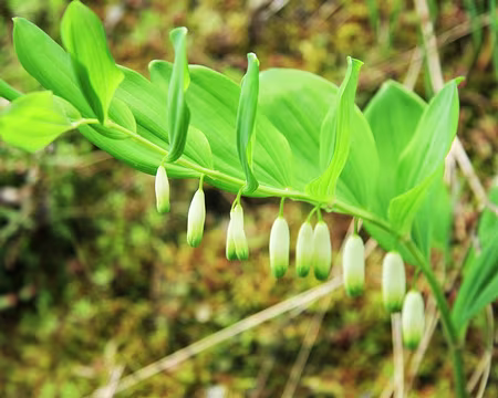 PXL074 sceau de Salomon