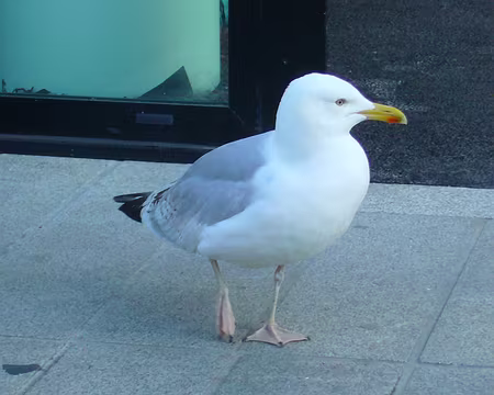 PXL009 LA RANCE - DINAN