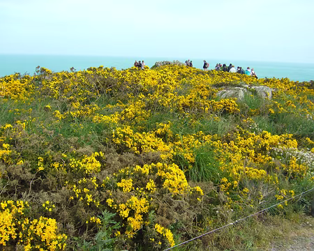 Picasa POINTE DU GROUIN - LANDE.