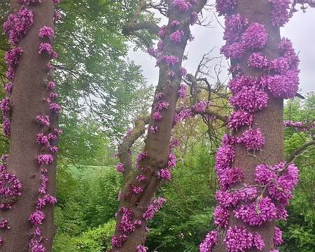 PXL012 arbre de Judée