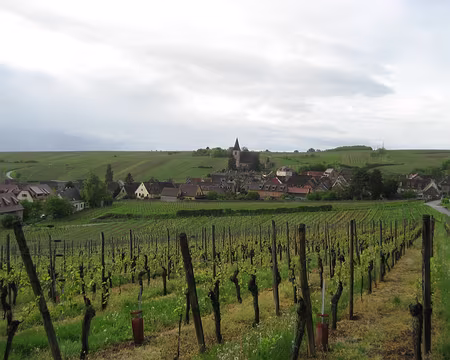 PXL050 Vignoble autour d'Hunawihr