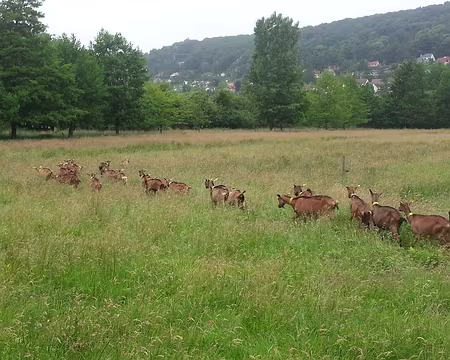 PXL000 Le nom de « Chevreuse » évoque un pays de chèvres...