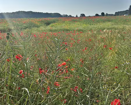 PXL006 Dimanche, grand beau, soleil