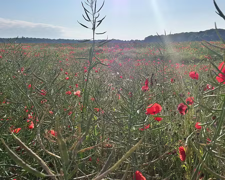 PXL007 et coquelicots