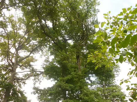 2013-06 Fontainebleau