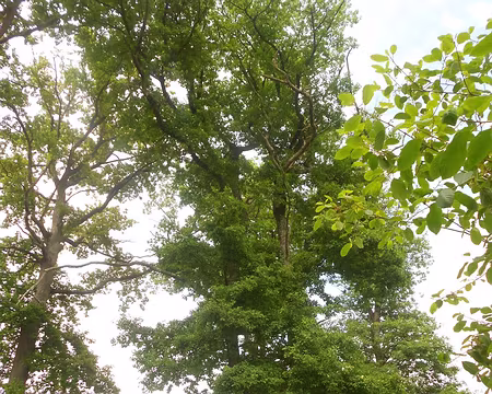 PXL009a19z1387 Chêne remarquable