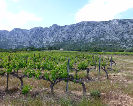 PXL021 Les vignes de Puyloubier