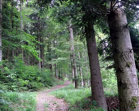 PXL002 montée vers le col Dreimarkstein