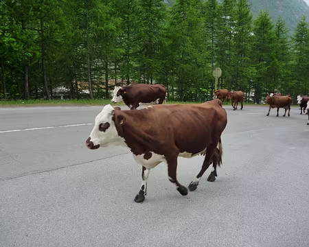 PXL003 Si les vaches montent à l'alpage, nous aussi !