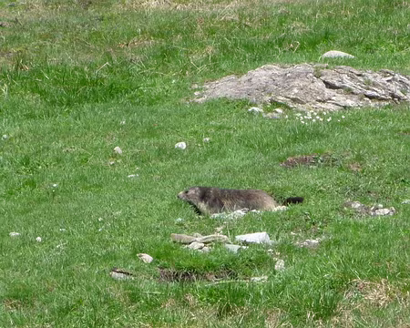 PXL092 Il y a plus de marmottes que de randonneurs !