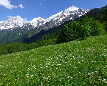 PXL061 Descente fleurie (source BP)