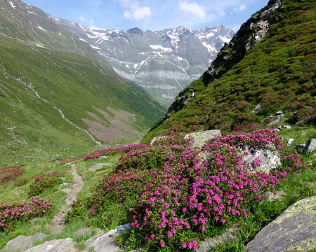 PXL021 Des champs entiers de rhododendrons !