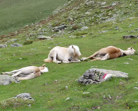 PXL078 Eux au moins, font la sieste.