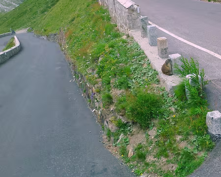 PXL180 Aperçu des jours suivants : marmotte qui joue à cache cache sur la route du Stelvio.