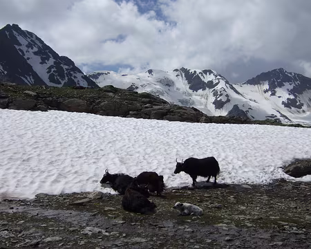 DSCF5084 Yacks en conges d'été