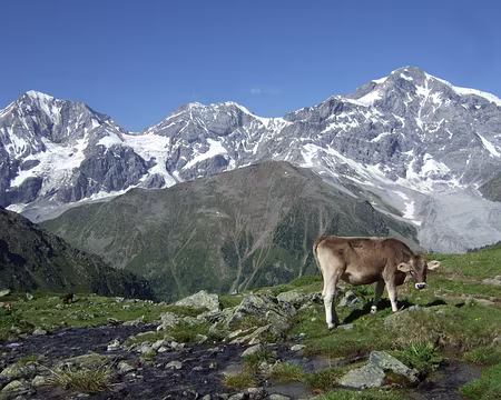 DSCF5093 Gran Zebru et Ortles