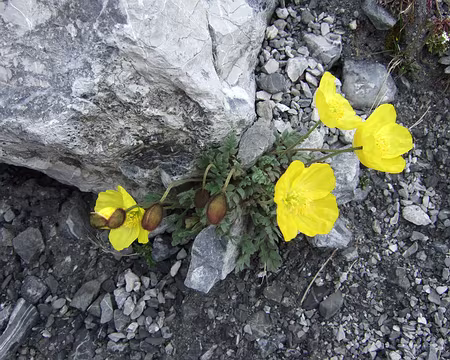 DSCF5119 Pavot jaune