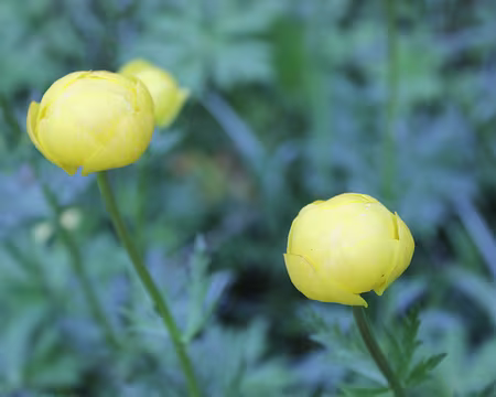 IMG_3256 Trolles des Alpes