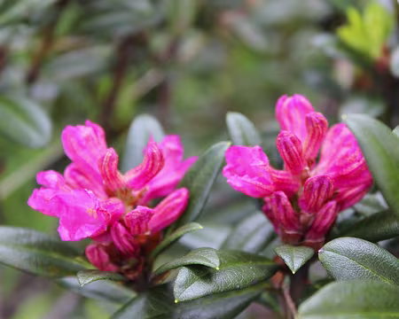 IMG_3258 Rhododendron