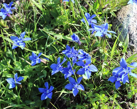 IMG_3267 Gentiane printanière