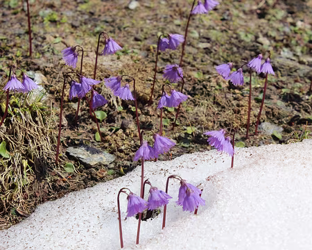 IMG_3297 Soldanelles