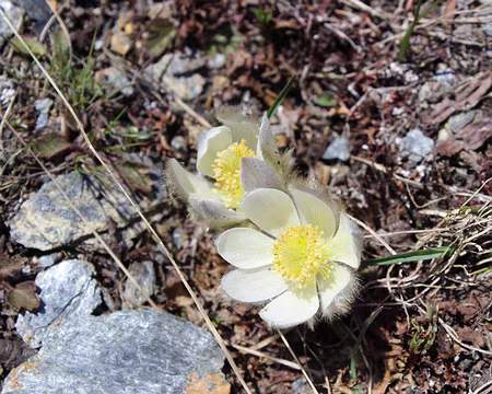 IMG_3298 Anémones pulsatille