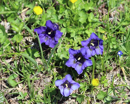 IMG_3304 Gentianes de Koch