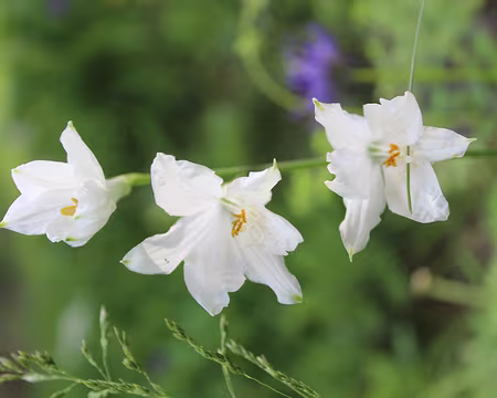 IMG_3374 Lis de Saint Bruno